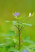 Cleome rutidosperma