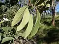Leaves