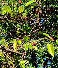 Maturing fruit