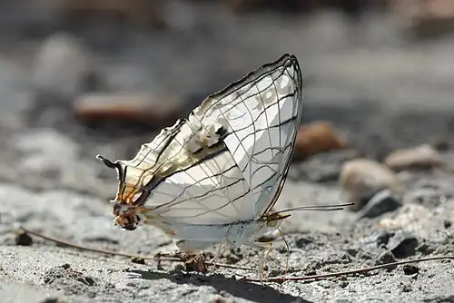 Ventral view