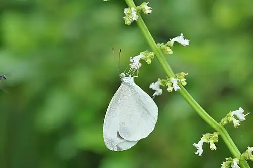 Ventral view