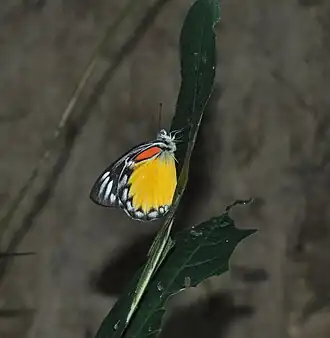Ventral view
