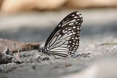 Ventral view