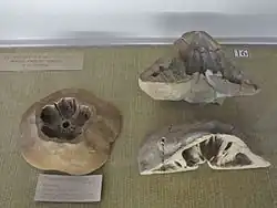 Clypeaster aegypticus, showing internal buttresses