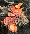 Erythrina afra; endemic to the Maputaland-Pondoland-Albany Hotspot
