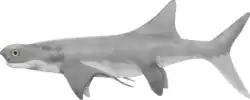 Cobelodus sp.
