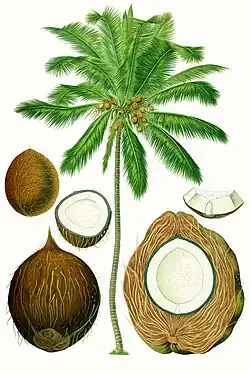 Composite drawing of tree and its fruit in various stages