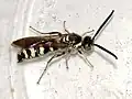 Colpa octomaculata hermione male