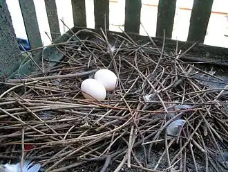 Feral pigeon (Columba livia), typical clutch