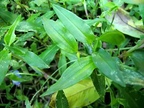 Foliage