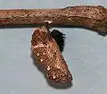 Chrysalis