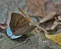 At Jayanti