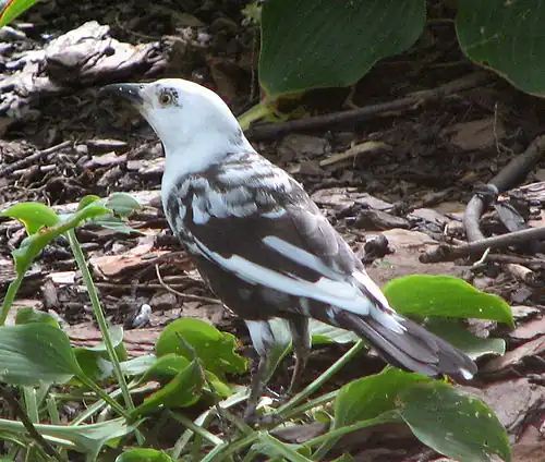 Partially leucistic/piebald