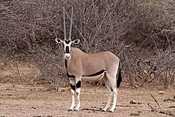 Brown bovid with black and white markings