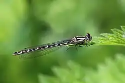 Heterochrome female