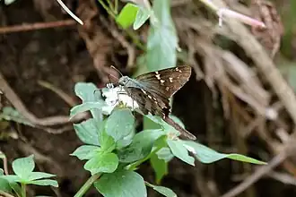 U. p. domingo, Jamaica