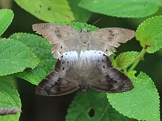 Mating pair