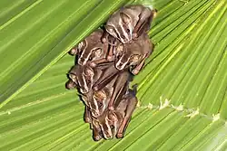 Brown bats