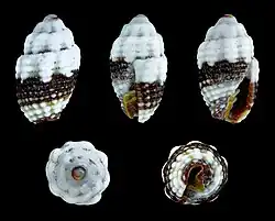 "Condylomitra tuberosa"