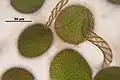 Conocephalum salebrosum, spores and elaters