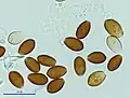 Spores 1000x