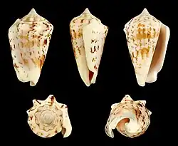 Conomurex decorus