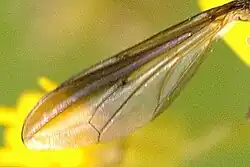 Wing details