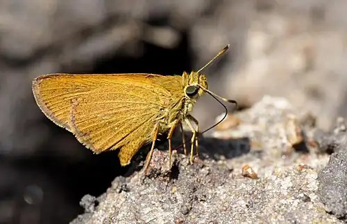 Ventral view