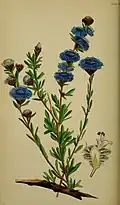 Botanical illustration
