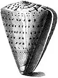 Conus betulinus has a long and narrow aperture.