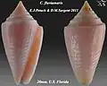 Conasprella fluviamaris E.J.Petuch & D.M.Sargent 2011