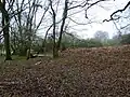 Coombe Wood