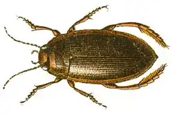 Photo from above of Copelatus haemorrhoidalis, brown in colour with six legs