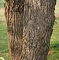 Trunk
