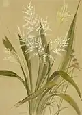 Cordyline banksii