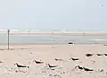 Black skimmer Rynchops niger nesting site near Cape Lookout Point at southern tip of Core Banks