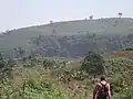 Corn Farm