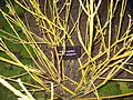 twigs