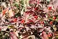Dwarf plant