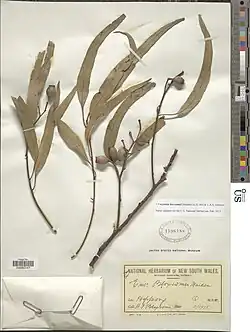 Corymbia bloxsomei