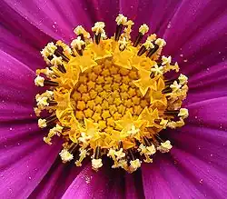 Detail of florets