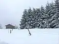 Cottage close to evergreen forest