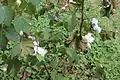 Cotton stalks at Kent House
