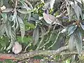 Tórtola aliblanca (Zenaida asiatica)