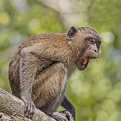 Brown monkey