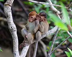 Monkeys