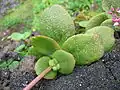 Leaves close up