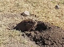 Brown gopher head