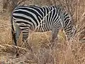 Some Crawshays have slight shadow stripes.