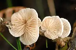 C. variabilis